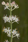 Coastal false asphodel